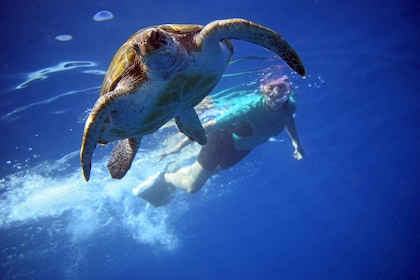 テネリフェ島ウミガメとカヤック＆シュノーケリング