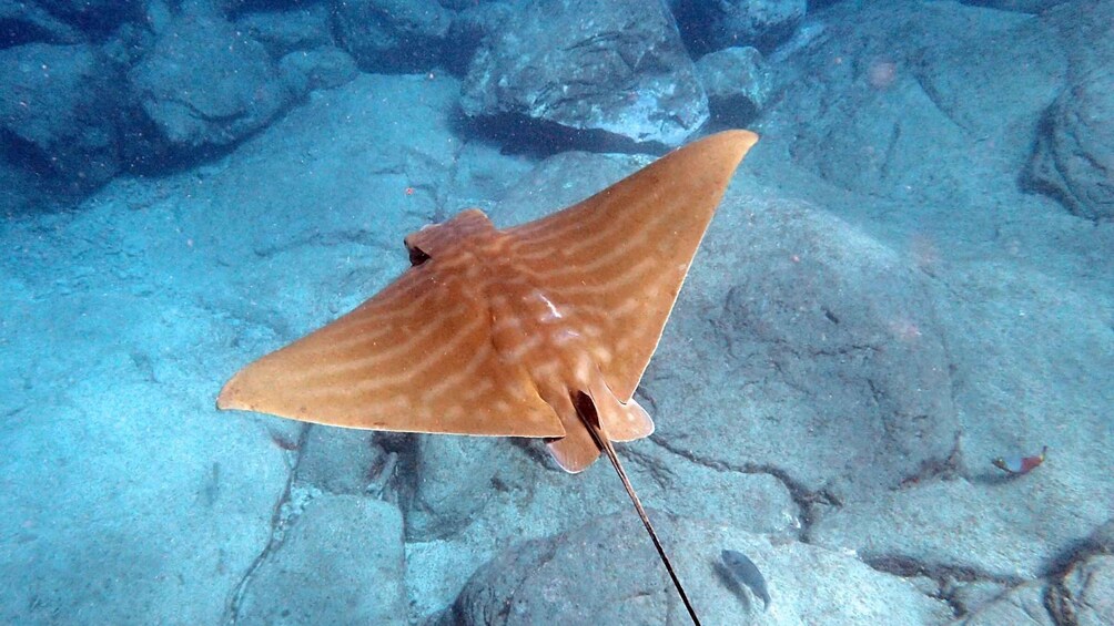 Picture 8 for Activity Tenerife: Kayaking and Snorkeling with Turtles