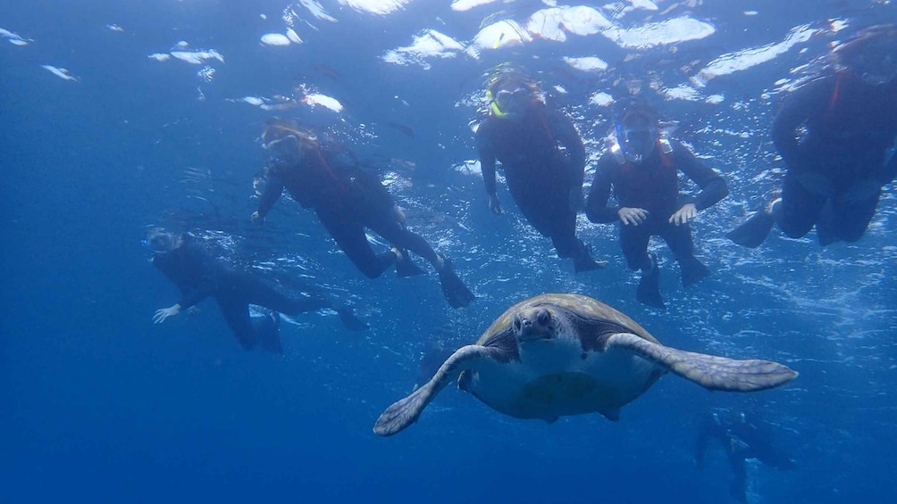 Picture 9 for Activity Tenerife: Kayaking and Snorkeling with Turtles
