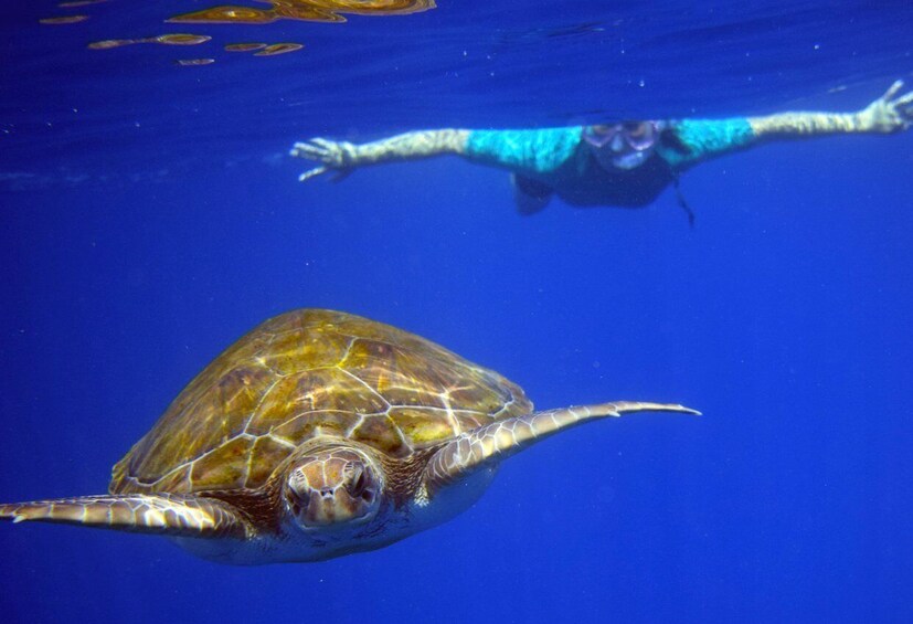 Picture 4 for Activity Tenerife: Kayaking and Snorkeling with Turtles
