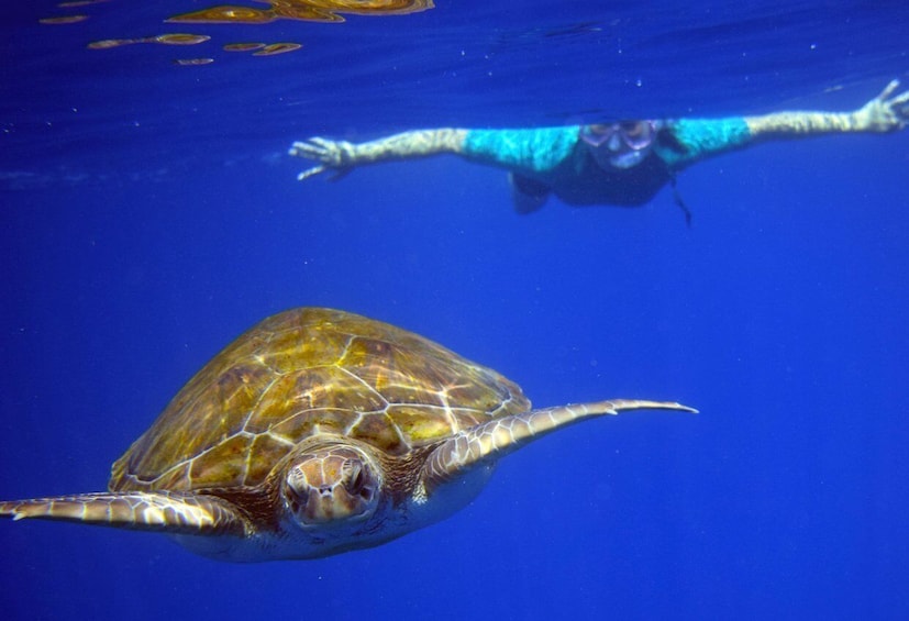 Picture 4 for Activity Tenerife: Kayaking and Snorkeling with Turtles