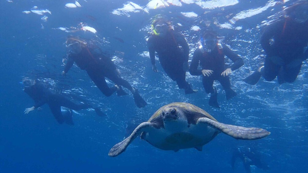 Picture 9 for Activity Tenerife: Kayaking and Snorkeling with Turtles