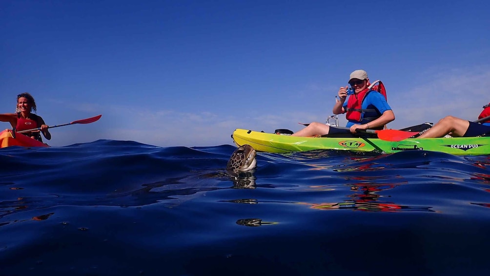 Picture 5 for Activity Tenerife: Kayaking and Snorkeling with Turtles