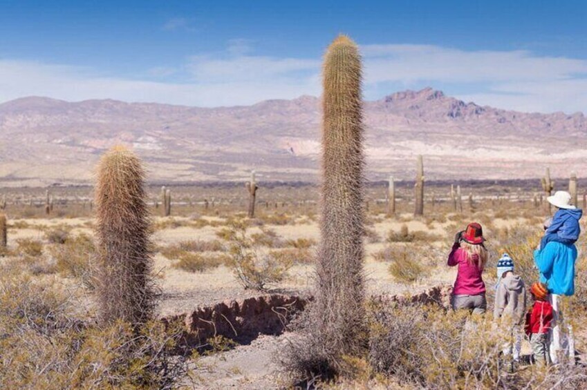 2-Day Tour to Cachi and Los Cardones National Park