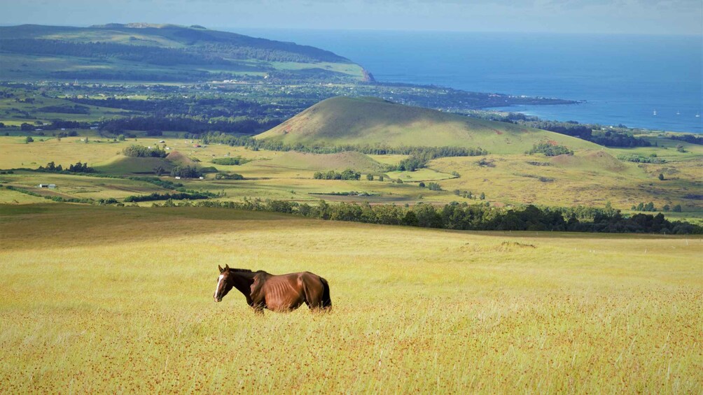 Picture 1 for Activity Terevaka Mount: Morning Horseback Riding & Planting Tour