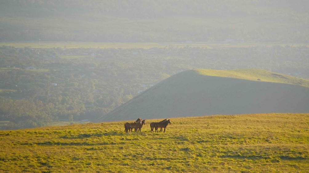 Picture 2 for Activity Easter Island: Private horse ride to mount Terevaka