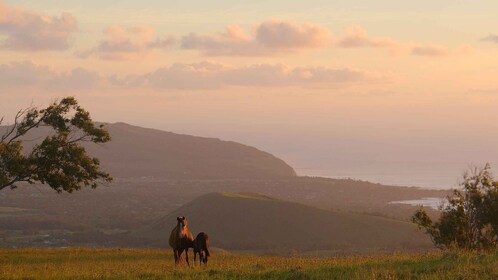 Easter Island: Private horse ride to mount Terevaka