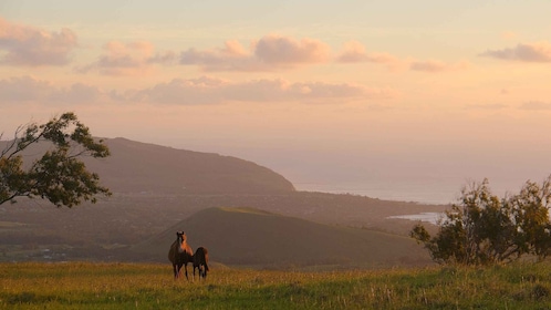 Easter Island: Private horse ride to mount Terevaka