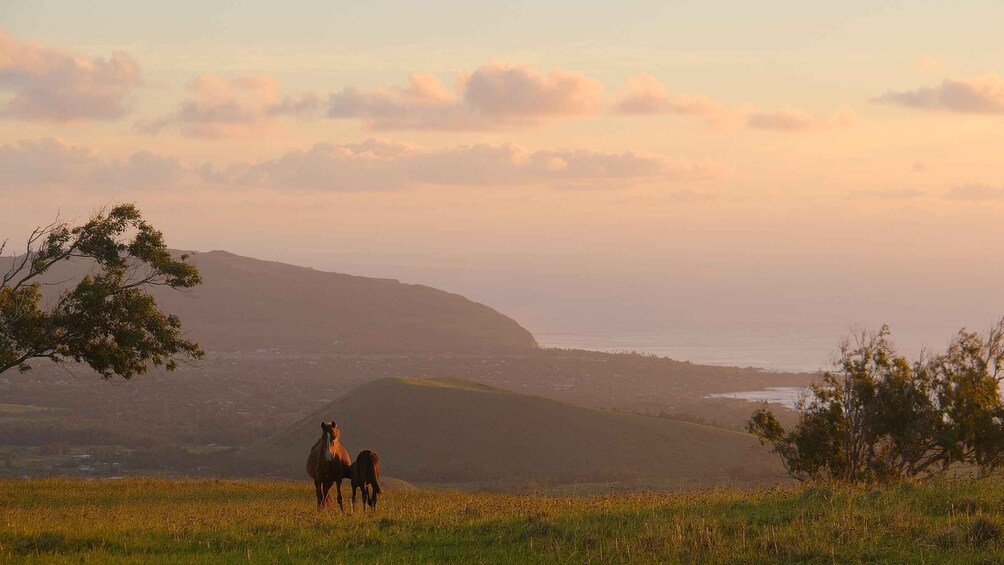 Easter Island: Private horse ride to mount Terevaka