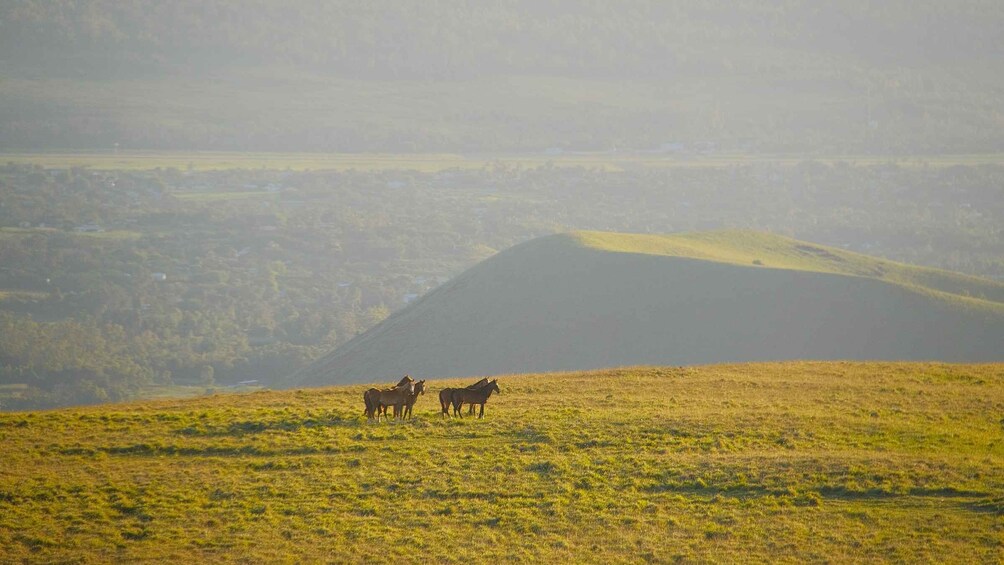 Picture 2 for Activity Easter Island: Private horse ride to mount Terevaka