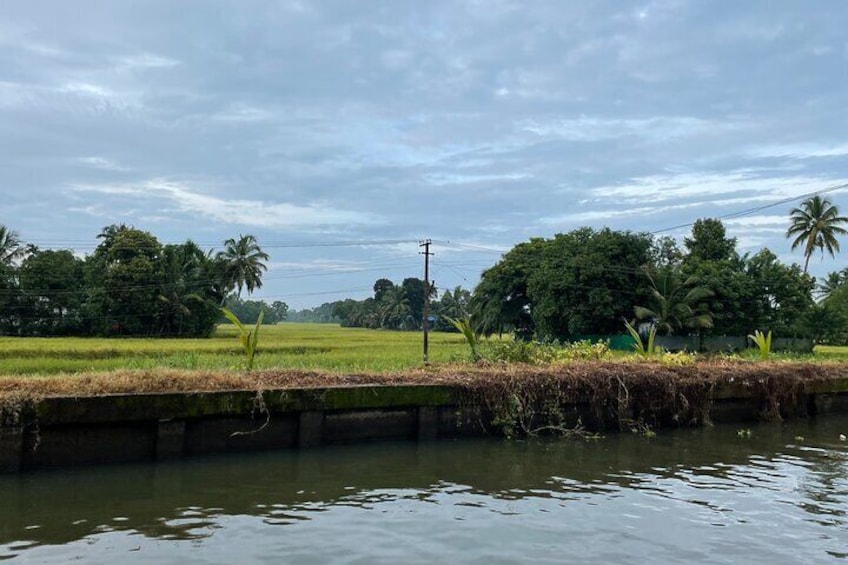 Near paddy field 