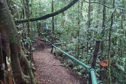 蒙特維多的夜間動物觀賞活動