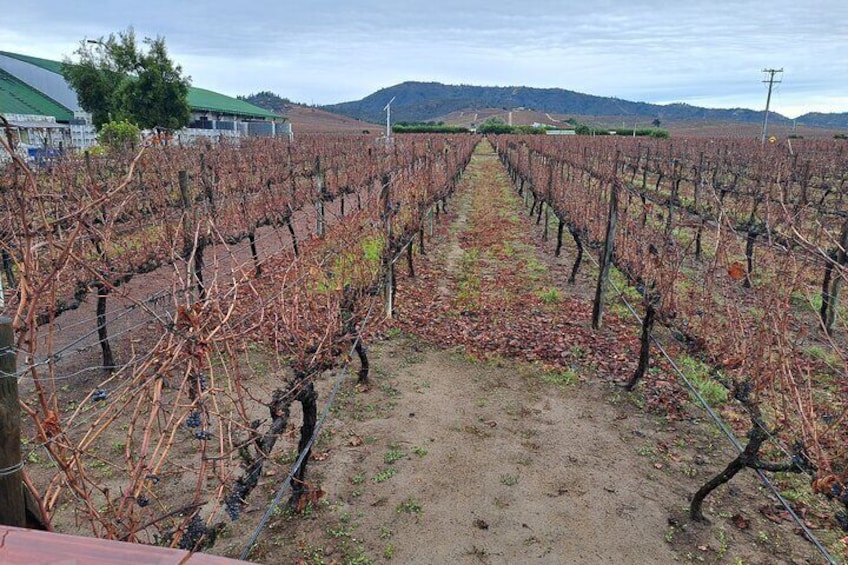 Private Tour Discovery Valparaiso and visit the Winery and Lunch 