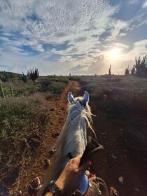 阿鲁巴岛：2 小时高级骑马游（含海滩）