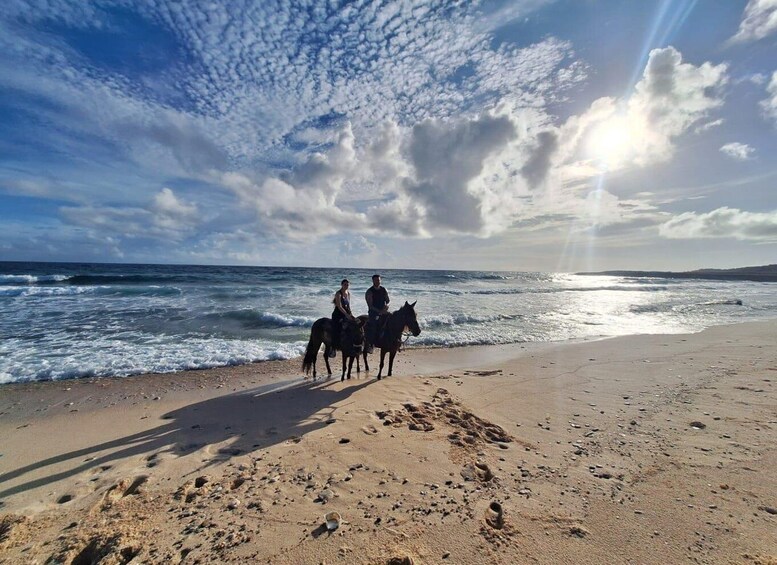 Picture 9 for Activity Aruba: 2-Hour advanced Horseback Riding Tour with Beach