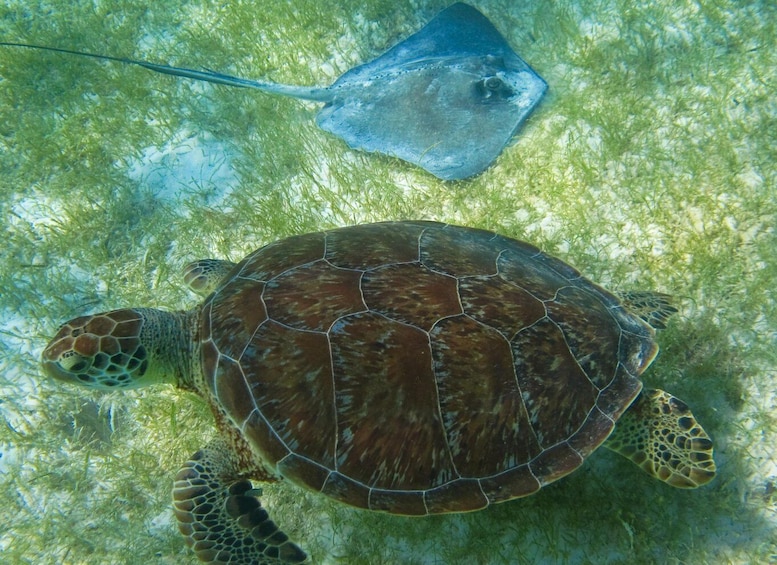 Picture 9 for Activity Cancun/Riviera Maya: Tulum Ruins, Sea Turtle Swim & Cenotes