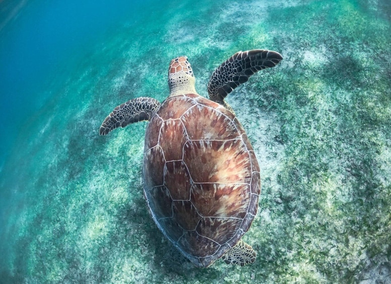 Picture 16 for Activity Cancun/Riviera Maya: Tulum Ruins, Sea Turtle Swim & Cenotes