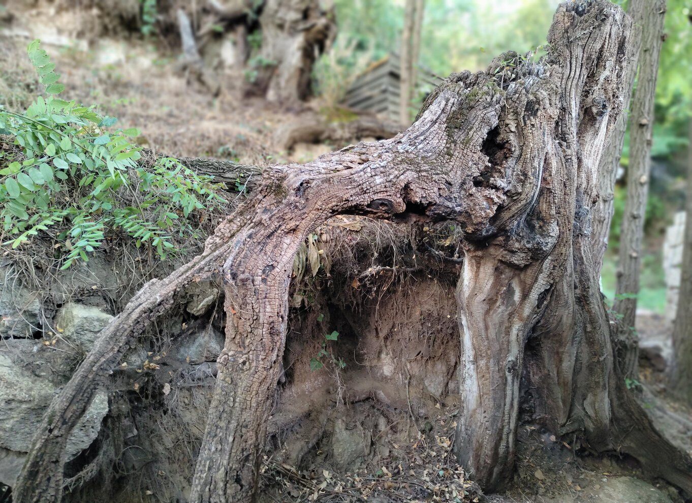 Enter the painting, touch the roots and go back in time !