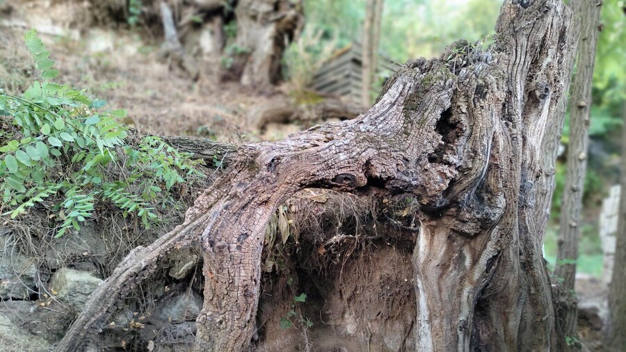 Enter the painting, touch the roots and go back in time !