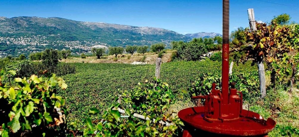 Picture 2 for Activity Full-Day Wine Tour in Bellet & Saint-Paul de Vence From Nice