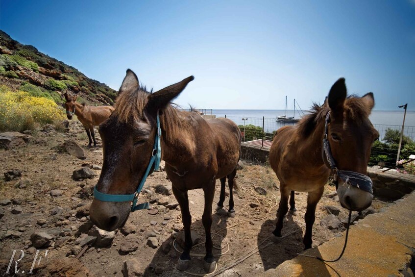 Picture 5 for Activity Alicudi e filicudi tour from Lipari