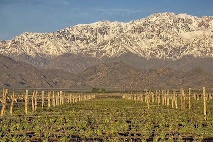 Private Tour to 2 Wineries in Agreglo and Menu 5 Steps