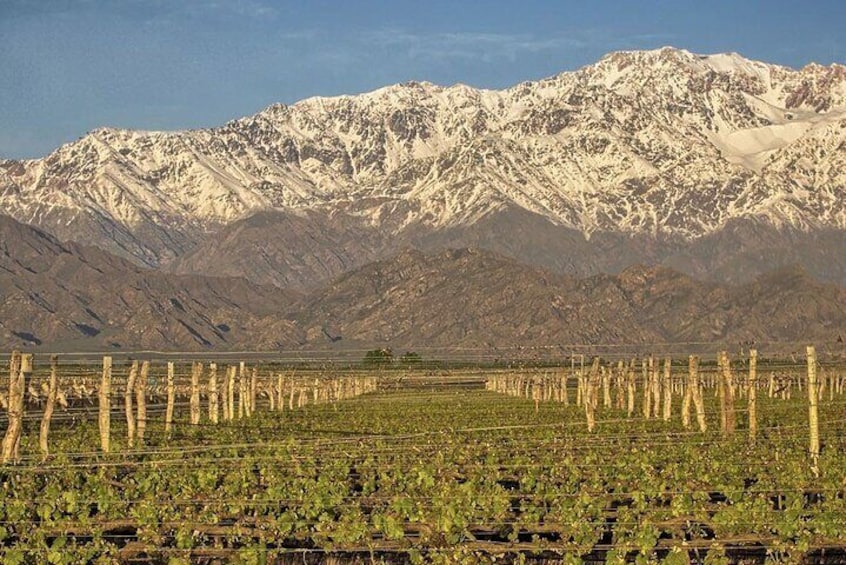 Private Tour to 2 Wineries in Agreglo and Menu 5 Steps