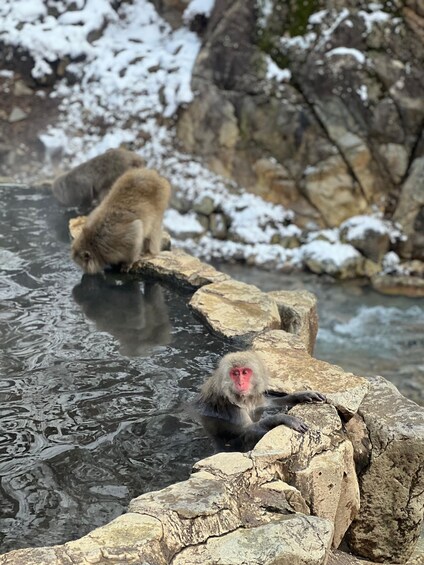 Picture 3 for Activity Tokyo/Nagano: Snow Monkey & Zenkoji Temple Private Day Trip