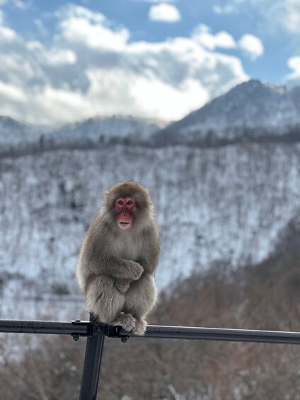 Tokyo/Nagano: Snow Monkey & Zenkoji Temple Private Day Trip