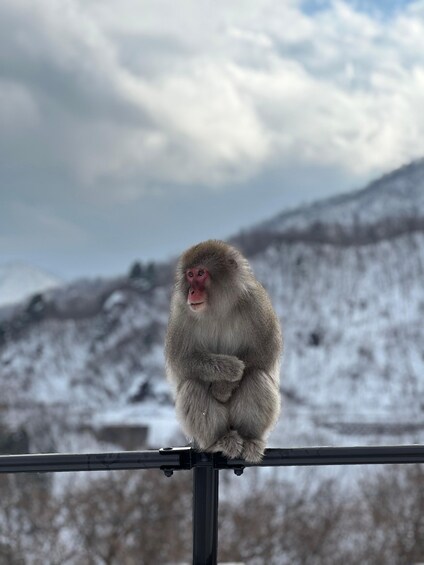 Picture 1 for Activity Tokyo/Nagano: Snow Monkey & Zenkoji Temple Private Day Trip