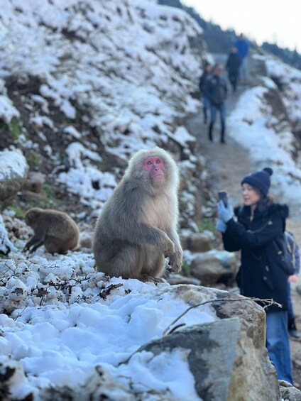 Picture 2 for Activity Tokyo/Nagano: Snow Monkey & Zenkoji Temple Private Day Trip