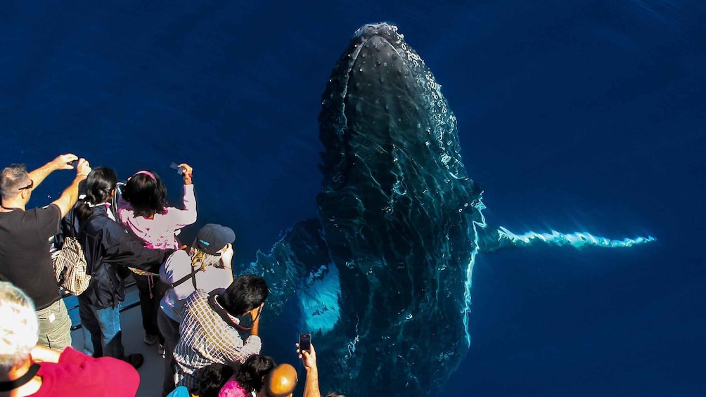 Picture 1 for Activity Gold Coast: Premium Whale Watching Cruise with Naturalist