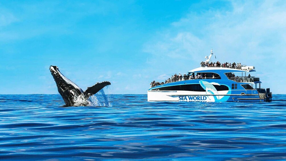 Picture 3 for Activity Gold Coast: Premium Whale Watching Cruise with Naturalist