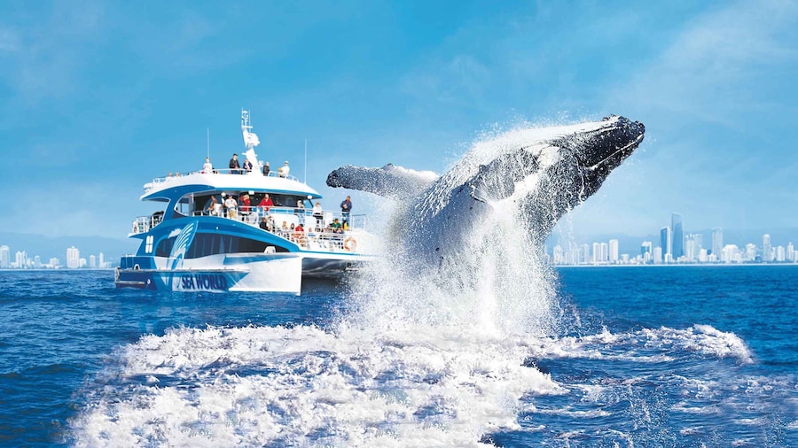 Gold Coast: Premium Whale Watching Cruise with Naturalist