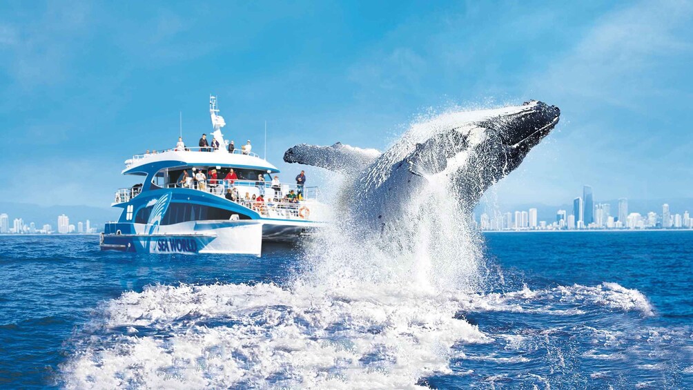 Gold Coast: Premium Whale Watching Cruise with Naturalist