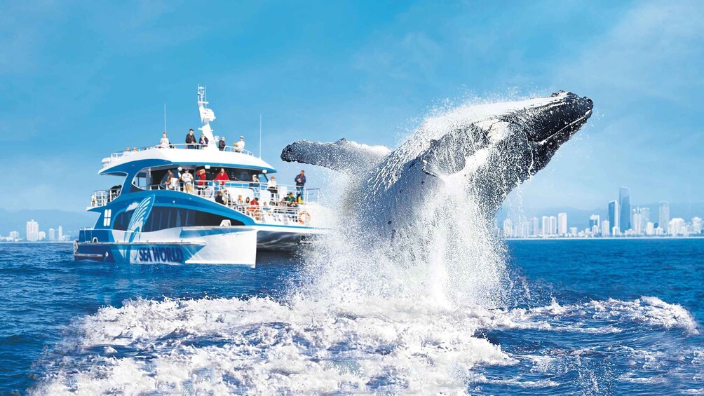 Gold Coast: Premium Whale Watching Cruise with Naturalist