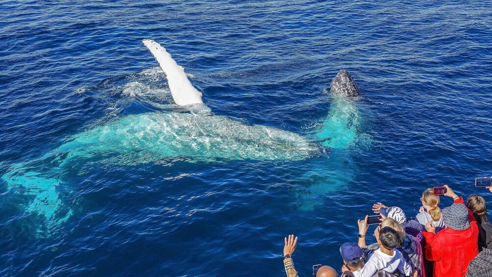 Picture 7 for Activity Gold Coast: Premium Whale Watching Cruise with Naturalist