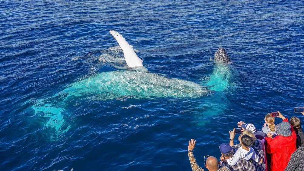 Picture 7 for Activity Gold Coast: Premium Whale Watching Cruise with Naturalist