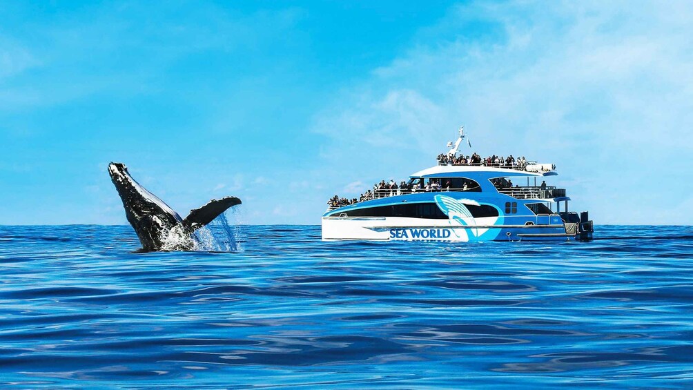 Picture 3 for Activity Gold Coast: Premium Whale Watching Cruise with Naturalist