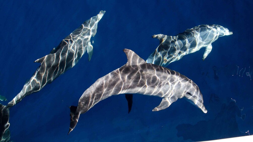 Picture 4 for Activity Gold Coast: Premium Whale Watching Cruise with Naturalist