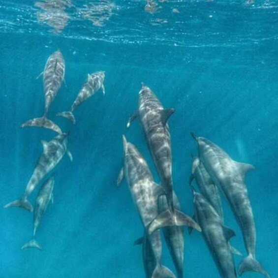 Picture 4 for Activity Dive into the Ultimate Dolphin Experience in Mauritius