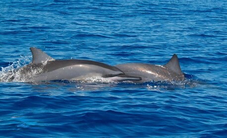 Dive into the Ultimate Dolphin Experience in Mauritius