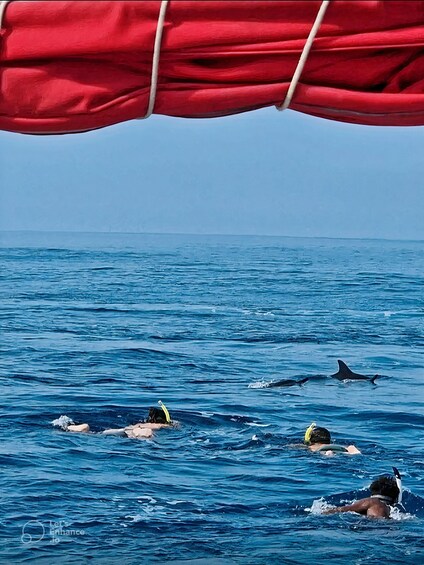 Picture 5 for Activity Dive into the Ultimate Dolphin Experience in Mauritius