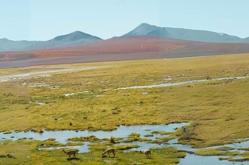 Private Tour in Tatio Geysers