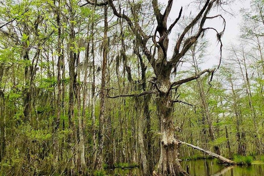 Picture 4 for Activity New Orleans: Honey Island Swamp and Bayou Boat Tour