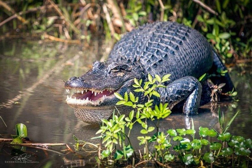 New Orleans: Honey Island Swamp and Bayou Boat Tour