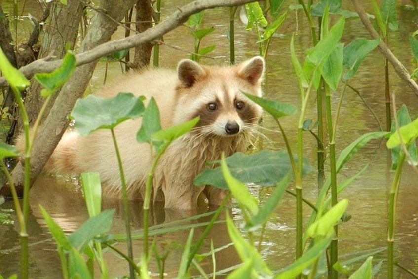 Picture 1 for Activity New Orleans: Honey Island Swamp and Bayou Boat Tour