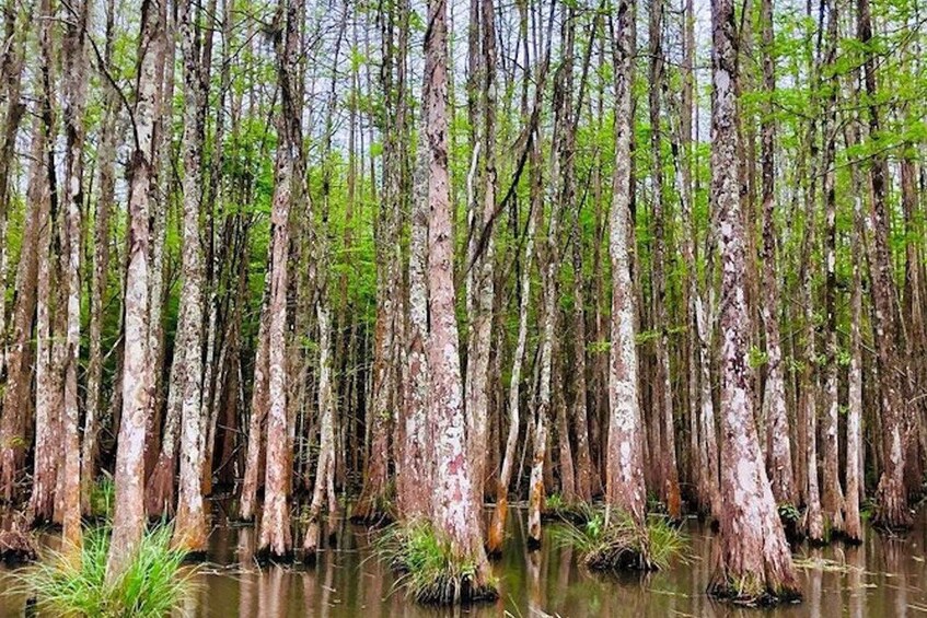 Picture 3 for Activity New Orleans: Honey Island Swamp and Bayou Boat Tour