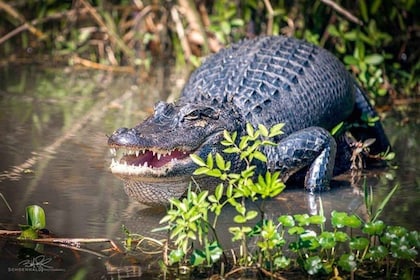 New Orleans: Honey Island Swamp and Bayou Boat Tour