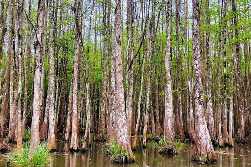 Picture 3 for Activity New Orleans: Honey Island Swamp and Bayou Boat Tour